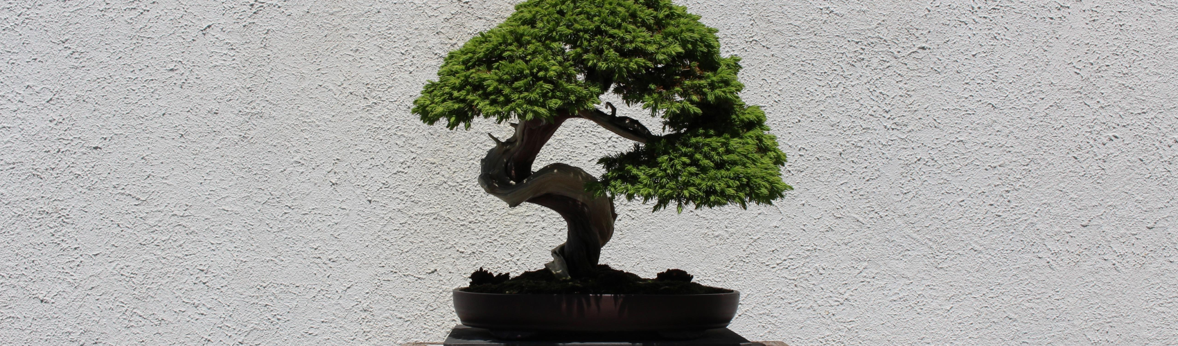 Orenda Bonsai Studio