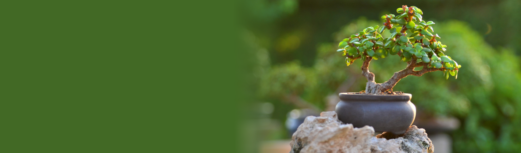 Orenda Bonsai Studio