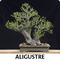 Orenda Bonsai Studio