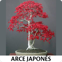 Orenda Bonsai Studio