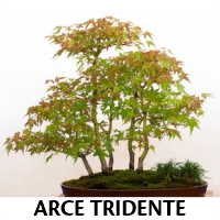 Orenda Bonsai Studio