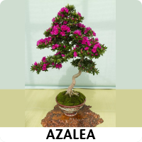 Orenda Bonsai Studio