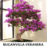 Orenda Bonsai Studio