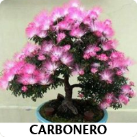 Orenda Bonsai Studio