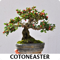 Orenda Bonsai Studio