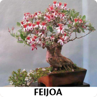 Orenda Bonsai Studio