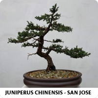Orenda Bonsai Studio