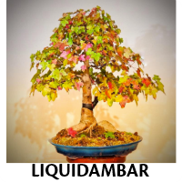 Orenda Bonsai Studio