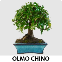 Orenda Bonsai Studio