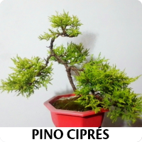 Orenda Bonsai Studio