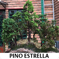 Orenda Bonsai Studio