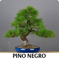 Orenda Bonsai Studio