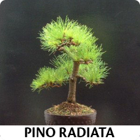 Orenda Bonsai Studio