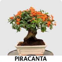 Orenda Bonsai Studio