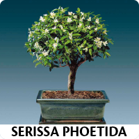 Orenda Bonsai Studio