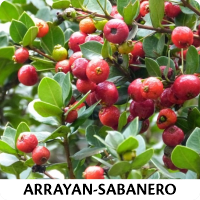 Orenda Bonsai Studio