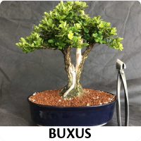 Orenda Bonsai Studio