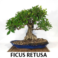 Orenda Bonsai Studio