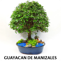 Orenda Bonsai Studio