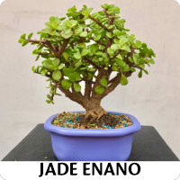 Orenda Bonsai Studio